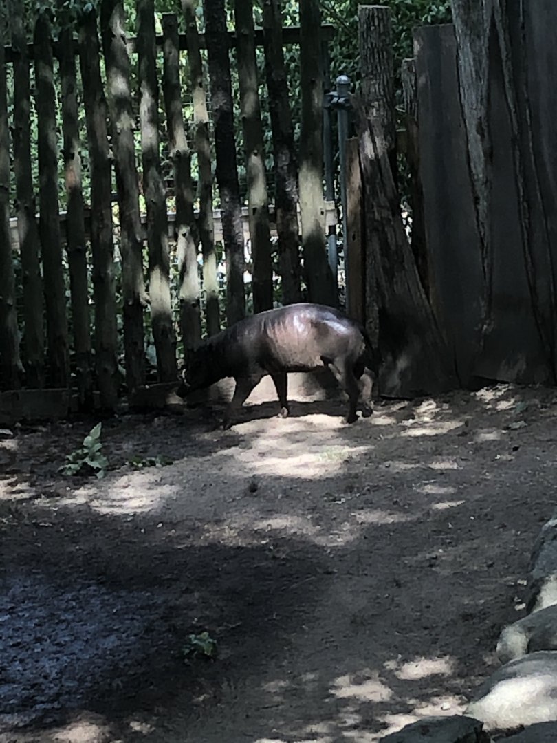 Babirusa - August, 2020