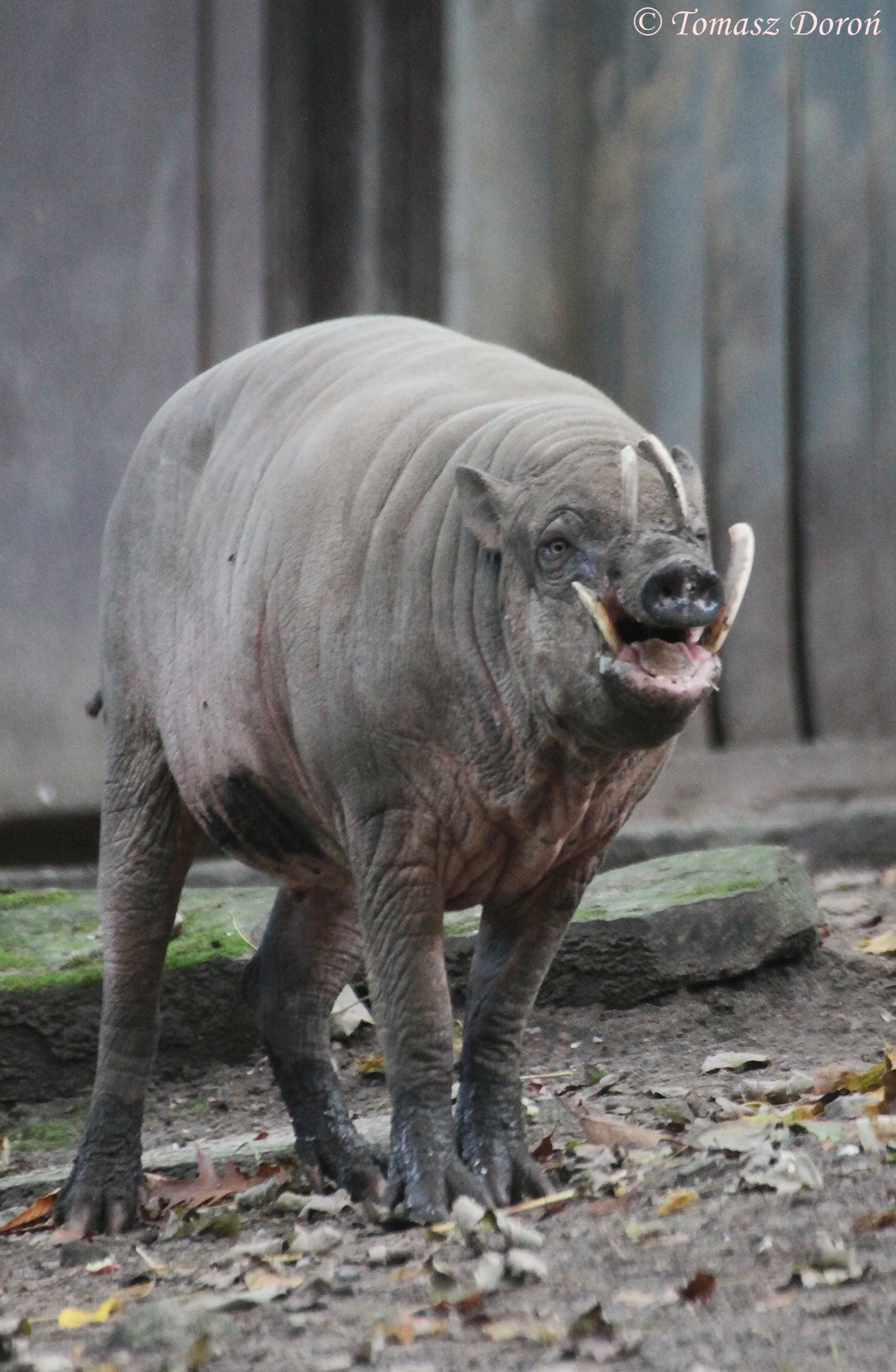Babirusa (Babyrousa babyrussa) male
