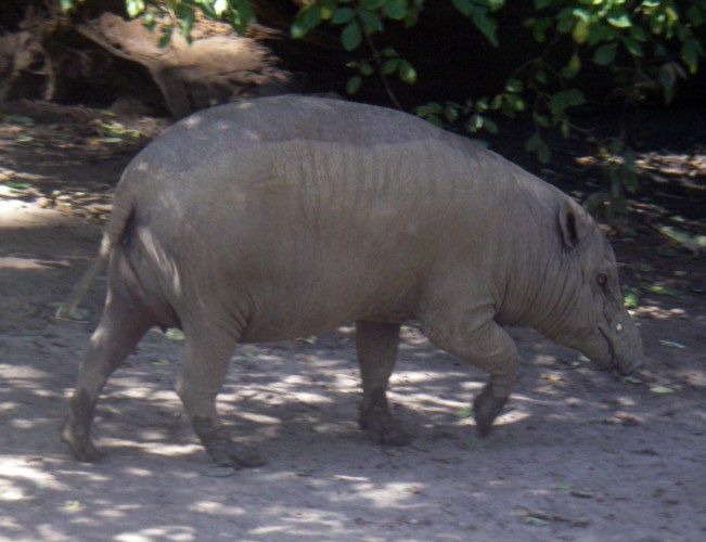 Babirusa (Babyrousa babyrussa)