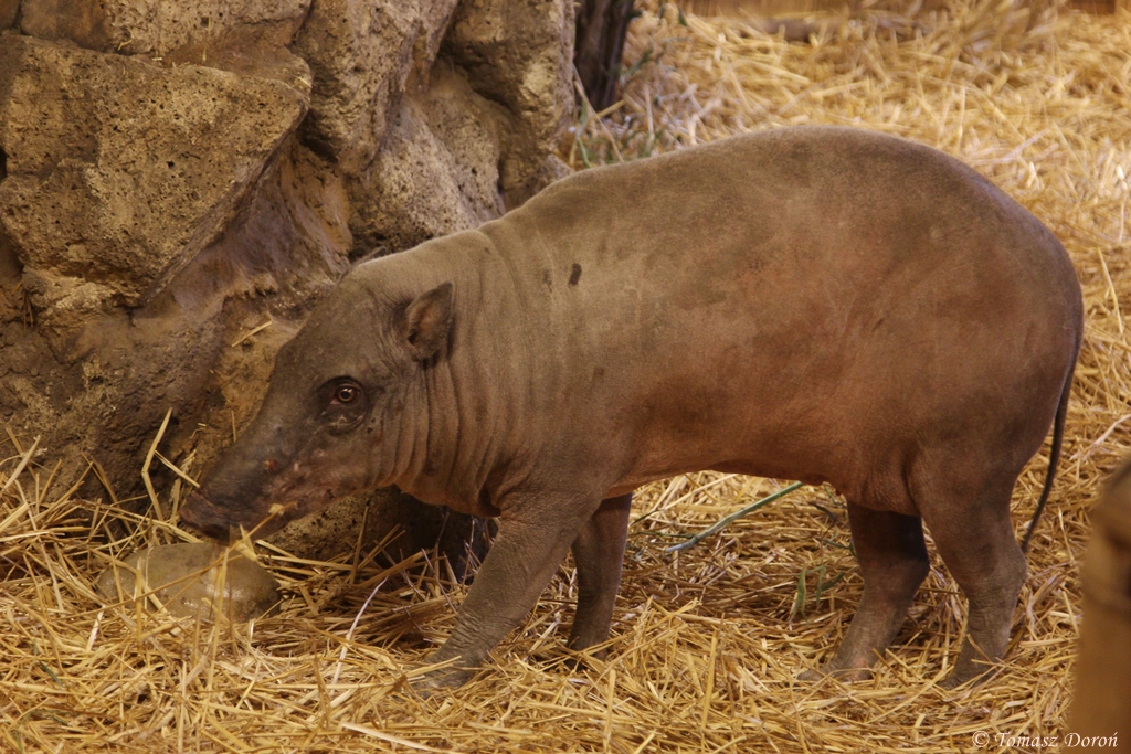 Babirusa (Babyrousa babyrussa)