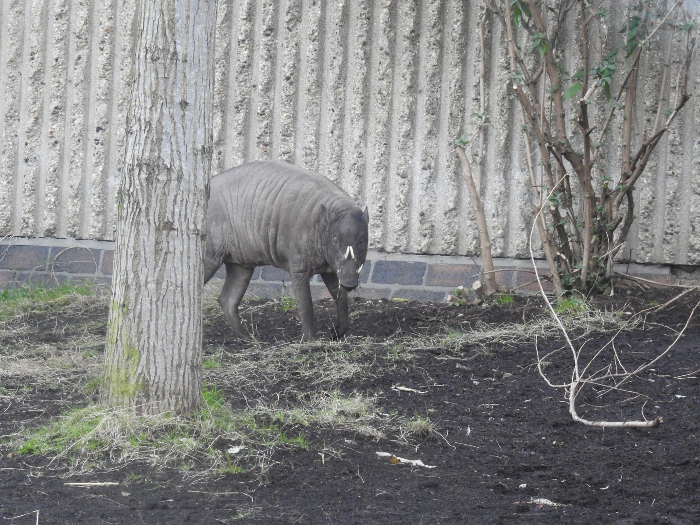 Babirusa (Babyrousa celebensis)