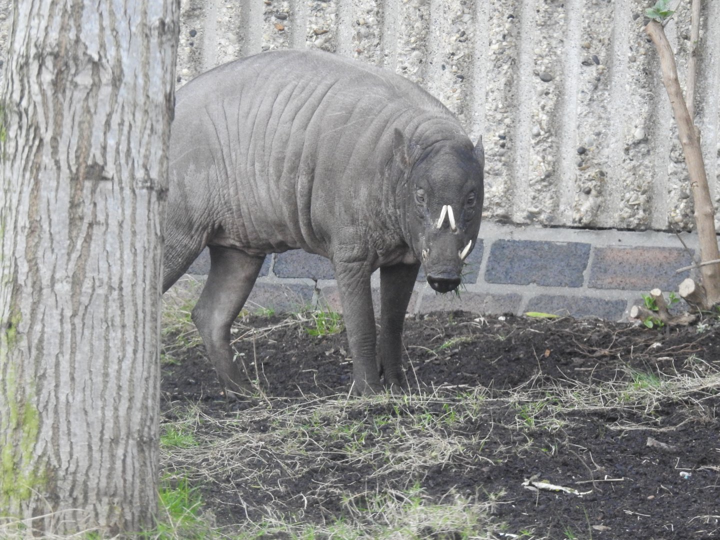Babirusa (Babyrousa celebensis)