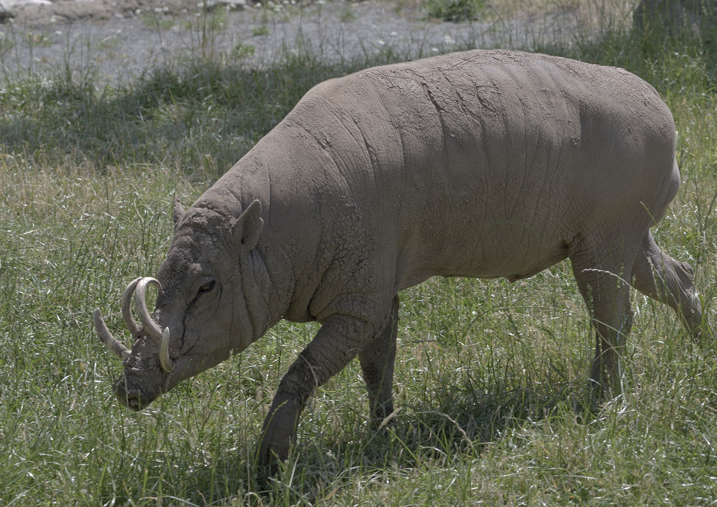 Babirusa boar