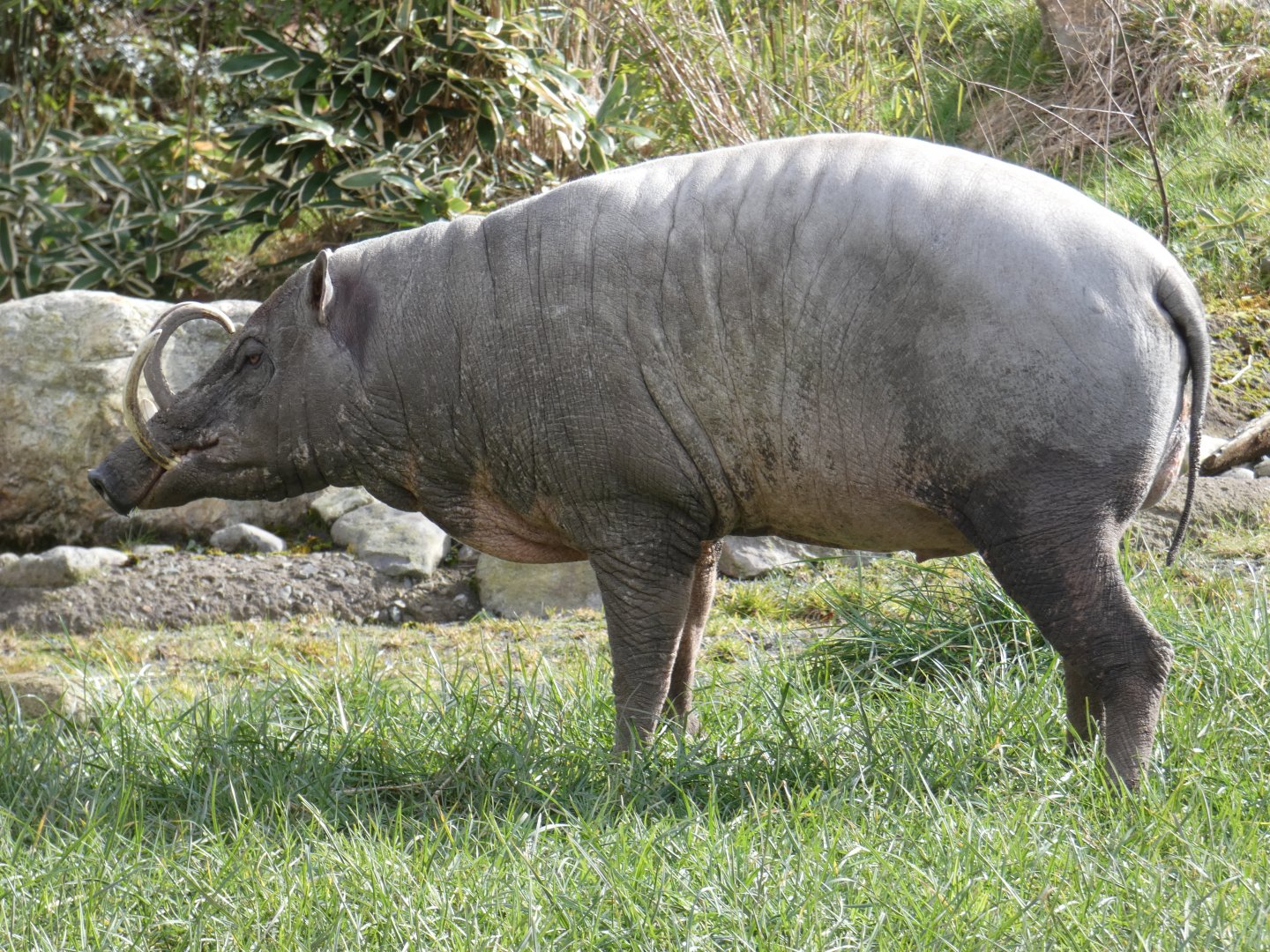 Babirusa boar
