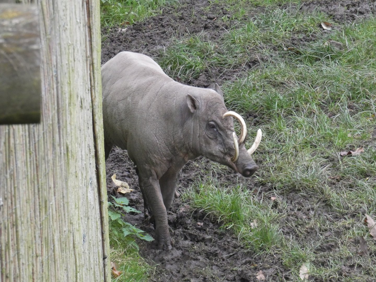 Babirusa boar