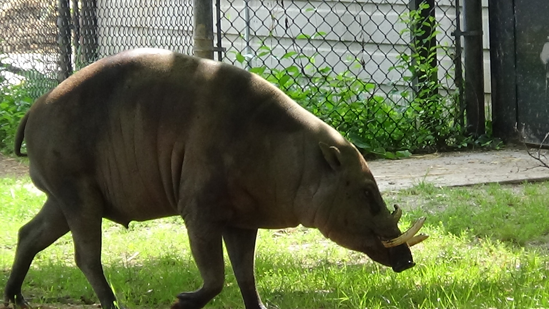 Babirusa (Bucky)