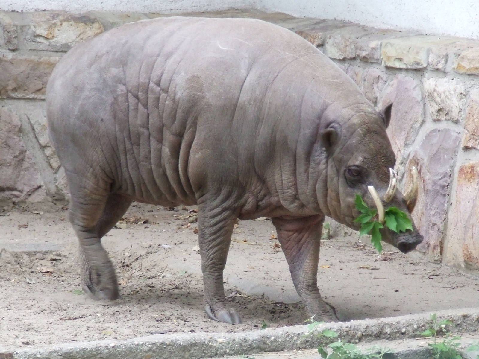 Babirusa @ Budapest Zoo