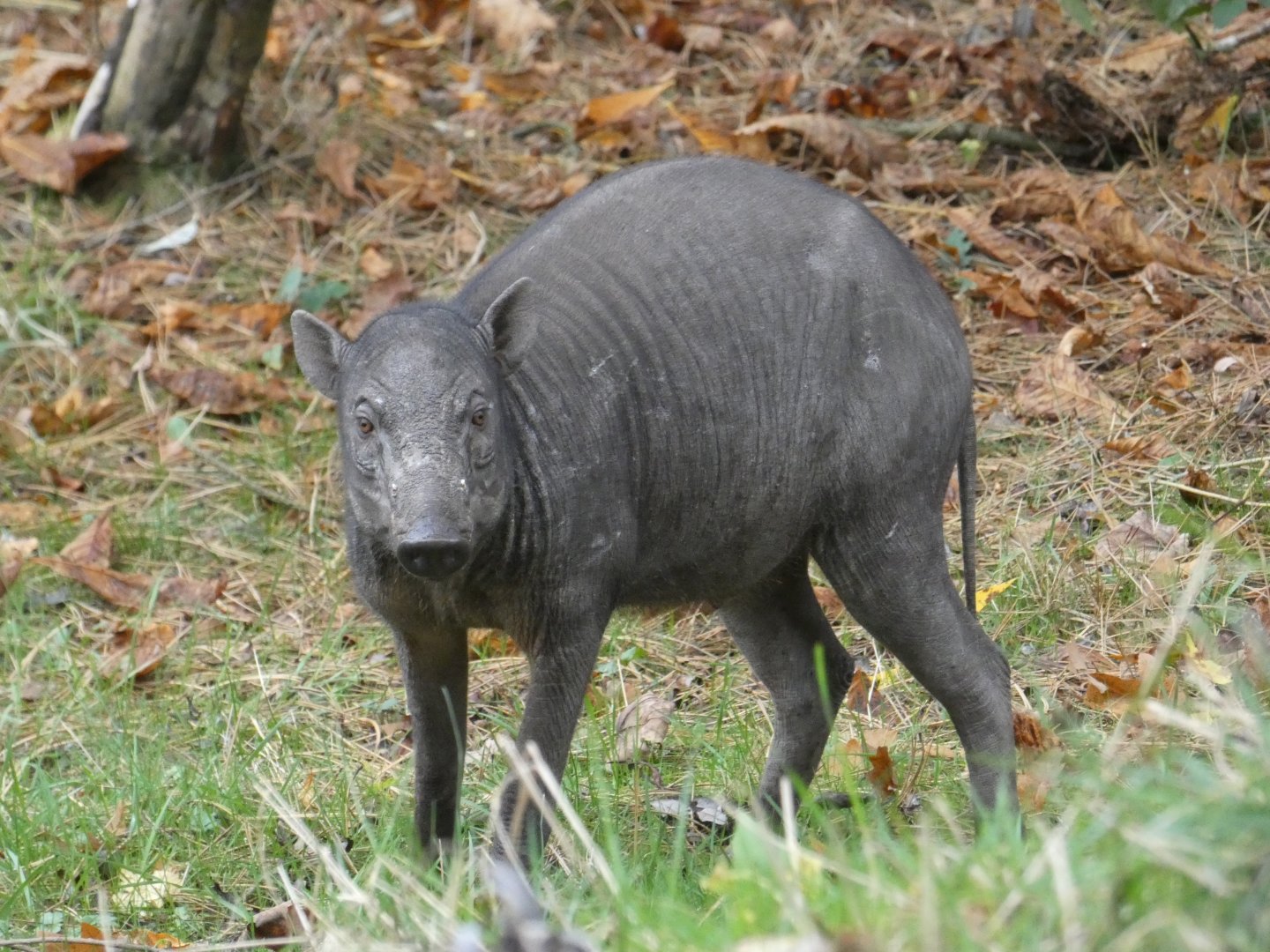 Babirusa calf
