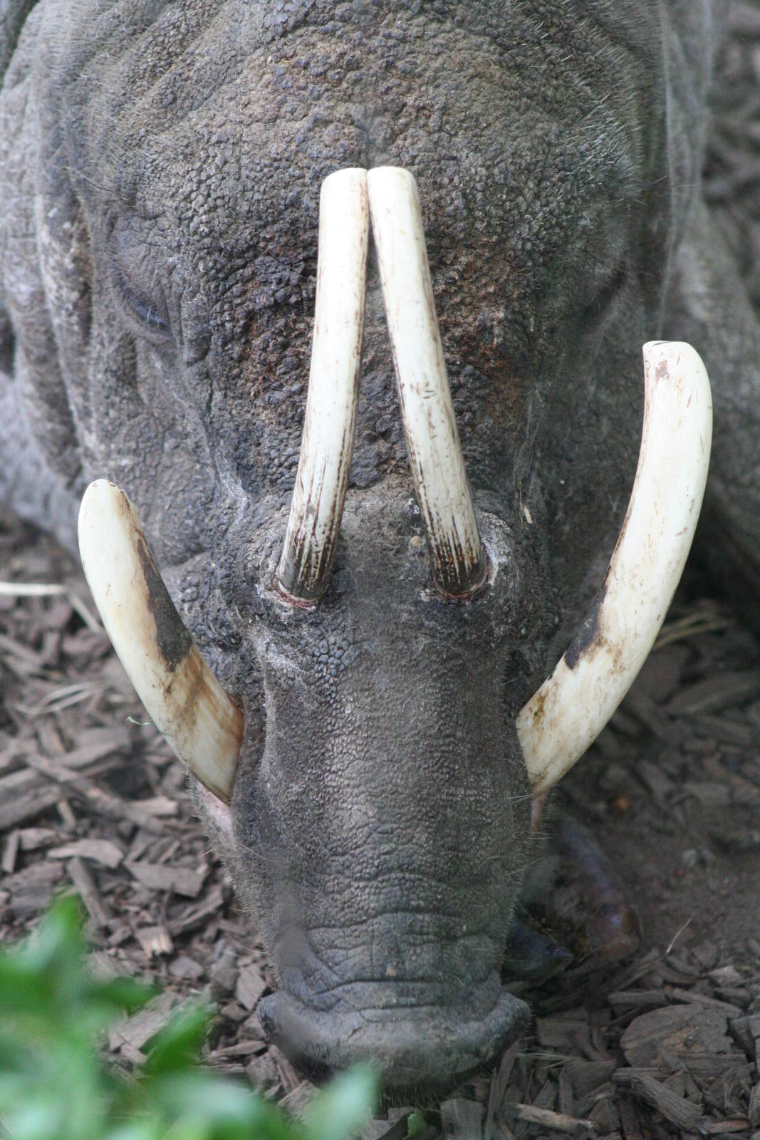 Babirusa @ Chester; 10.07.2015