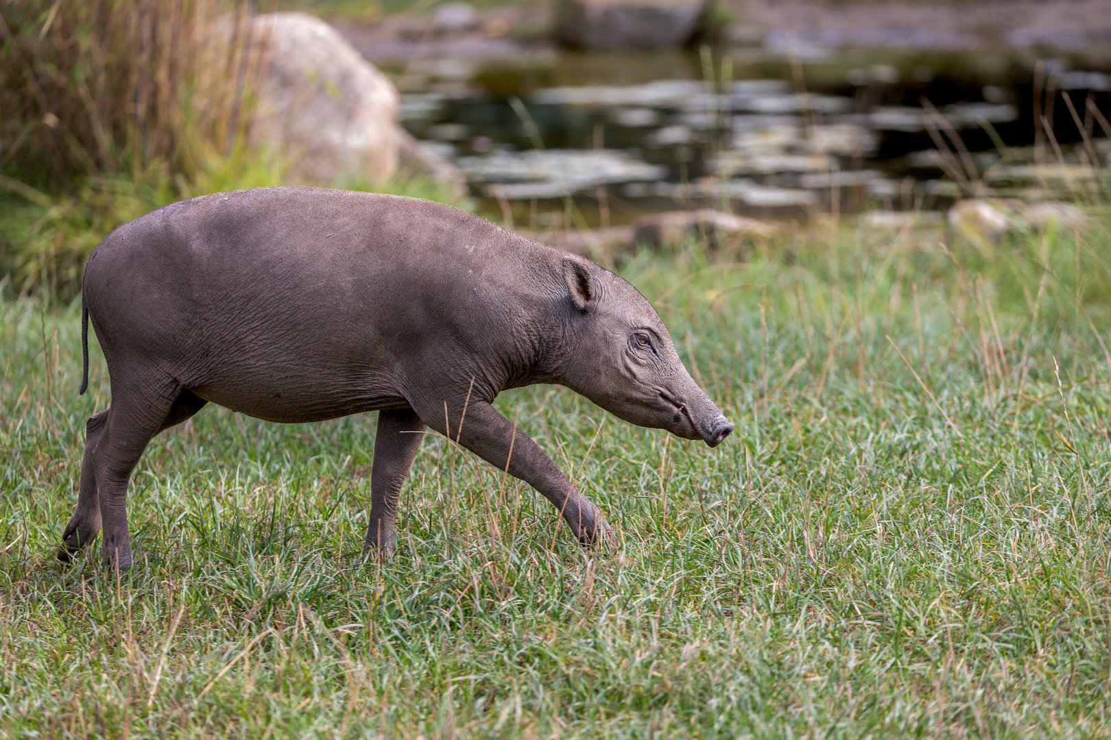 Babirusa / Chester Zoo / 9-9-22