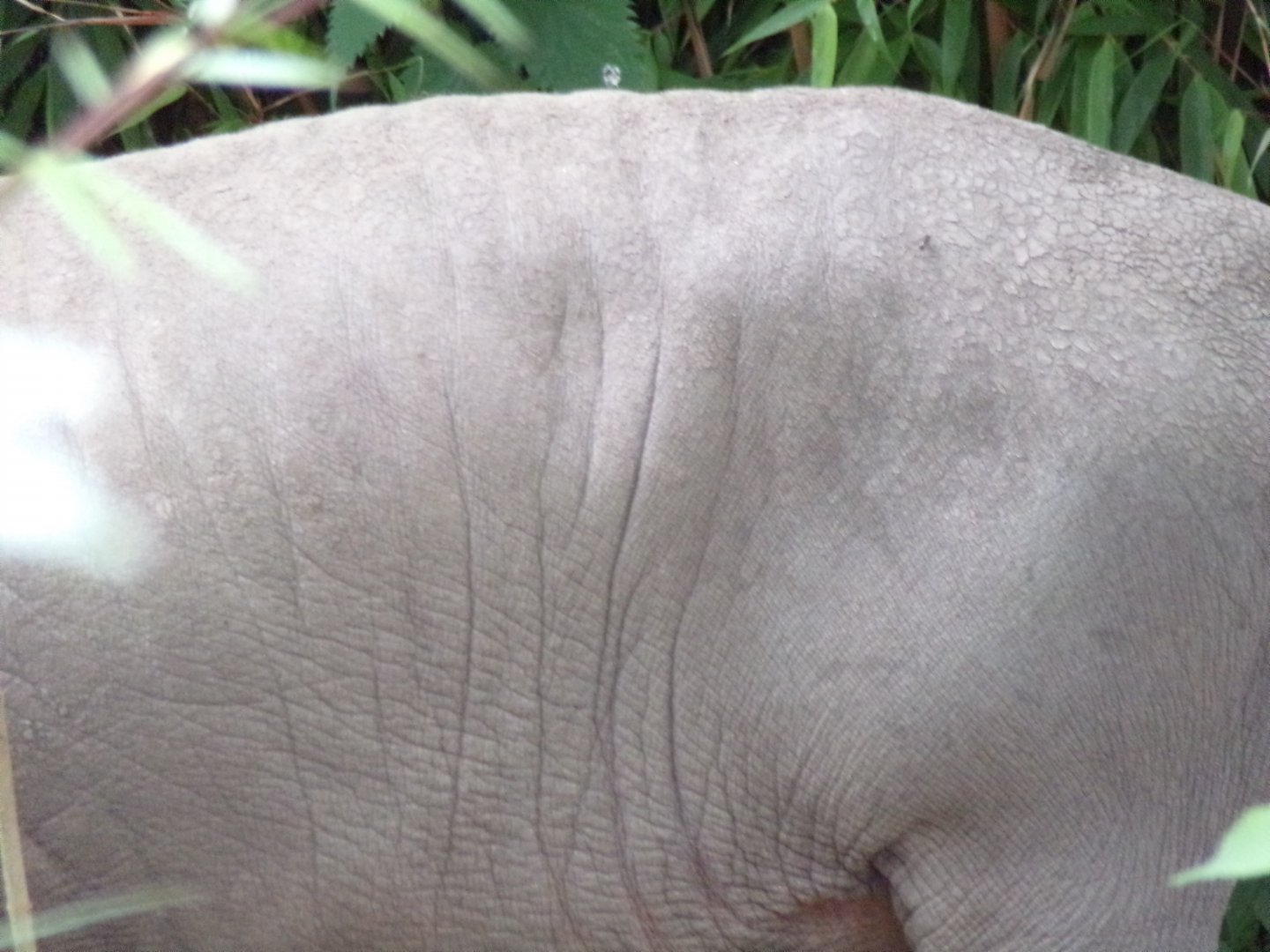 Babirusa close-up 29.6.24