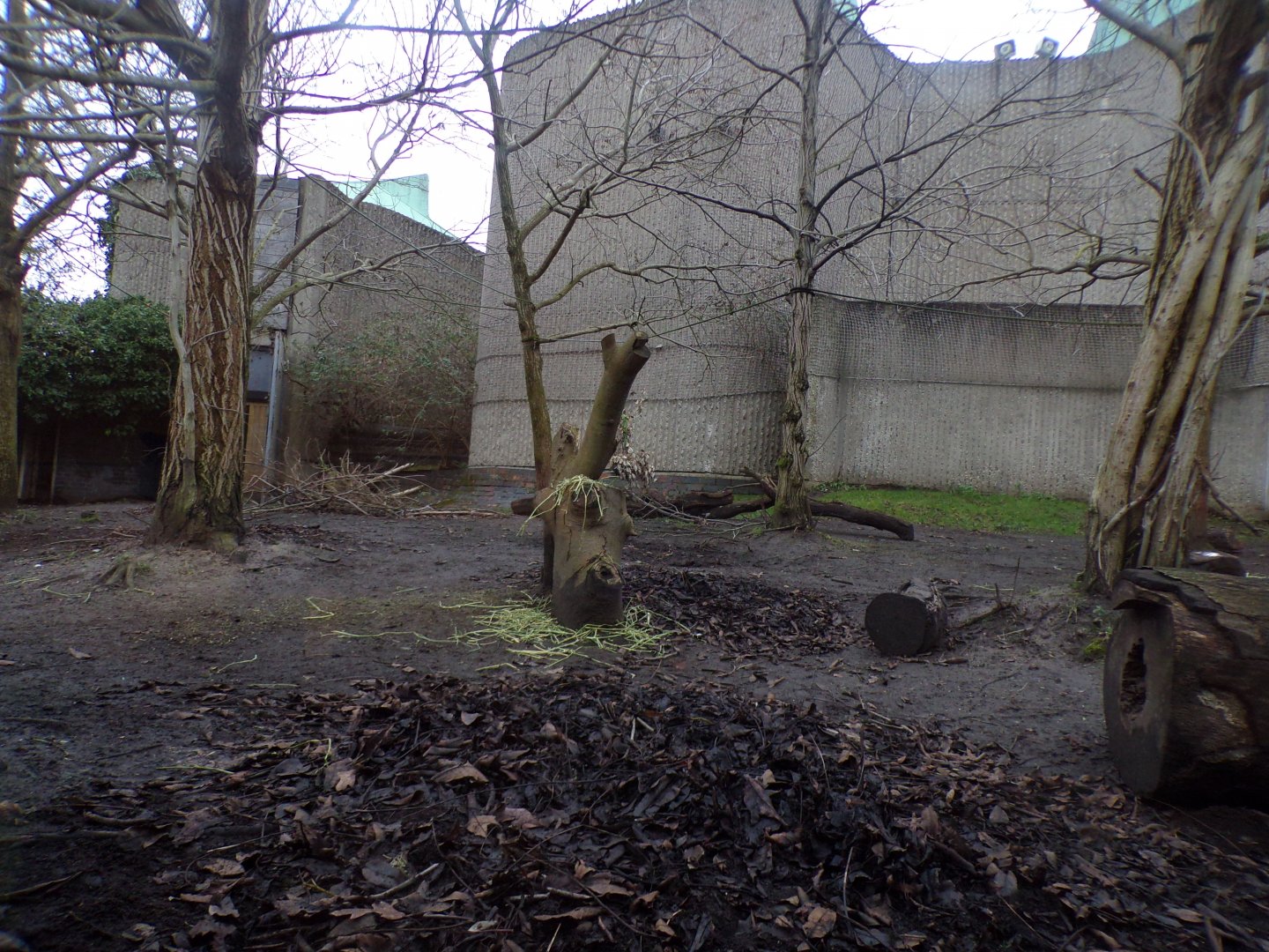 Babirusa enclosure 11.2.25