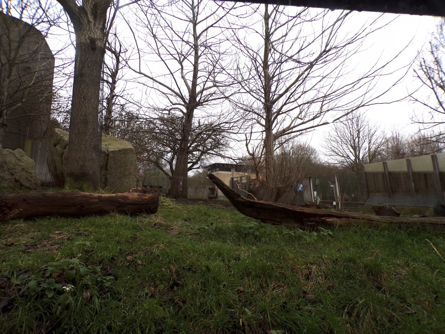 Babirusa enclosure 11.2.25