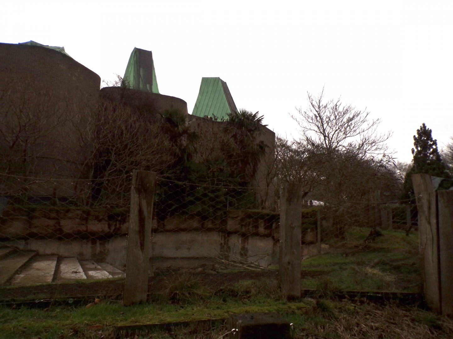 Babirusa enclosure 11.2.25