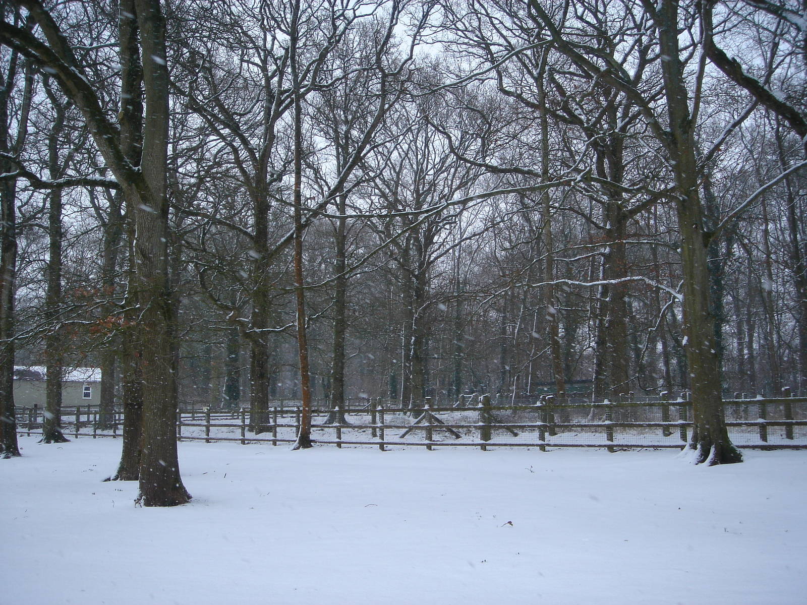 Babirusa enclosure 2/2/09