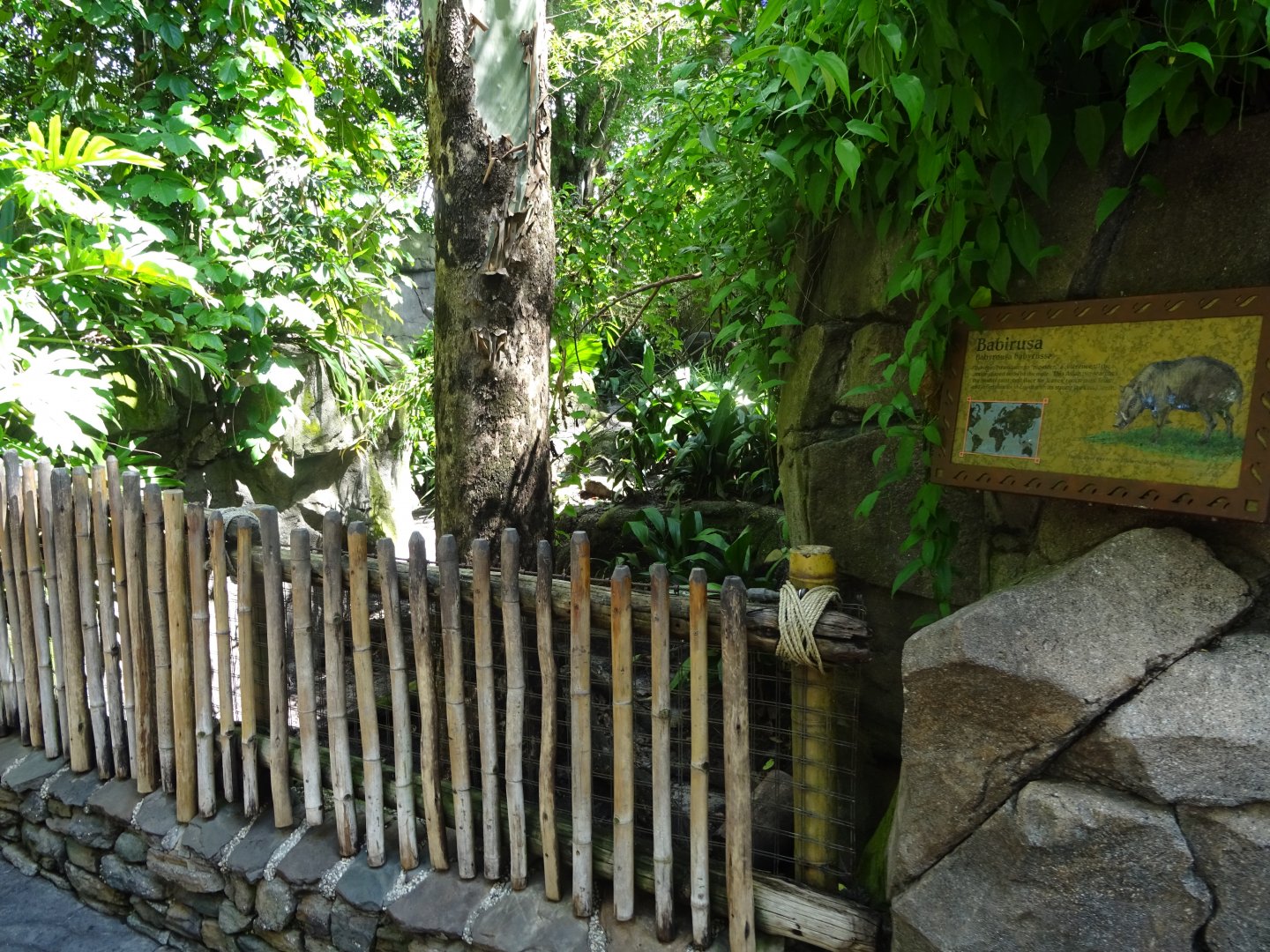 Babirusa Enclosure at Disney's Animal Kingdom (2014)