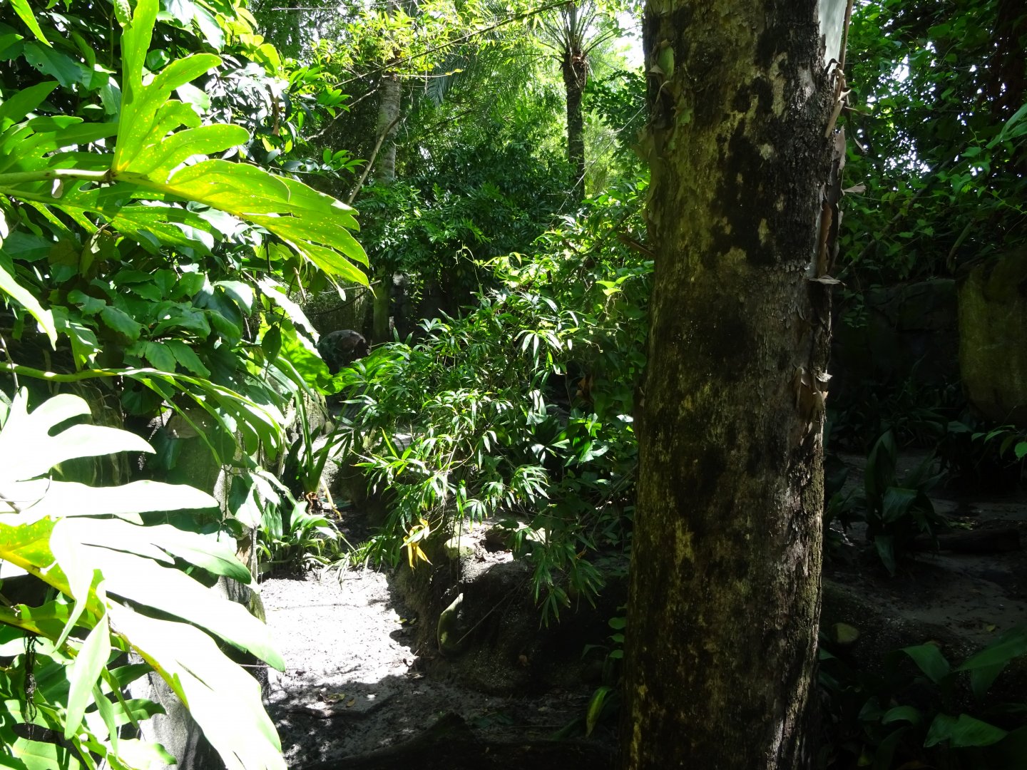 Babirusa Enclosure at Disney's Animal Kingdom (2014)
