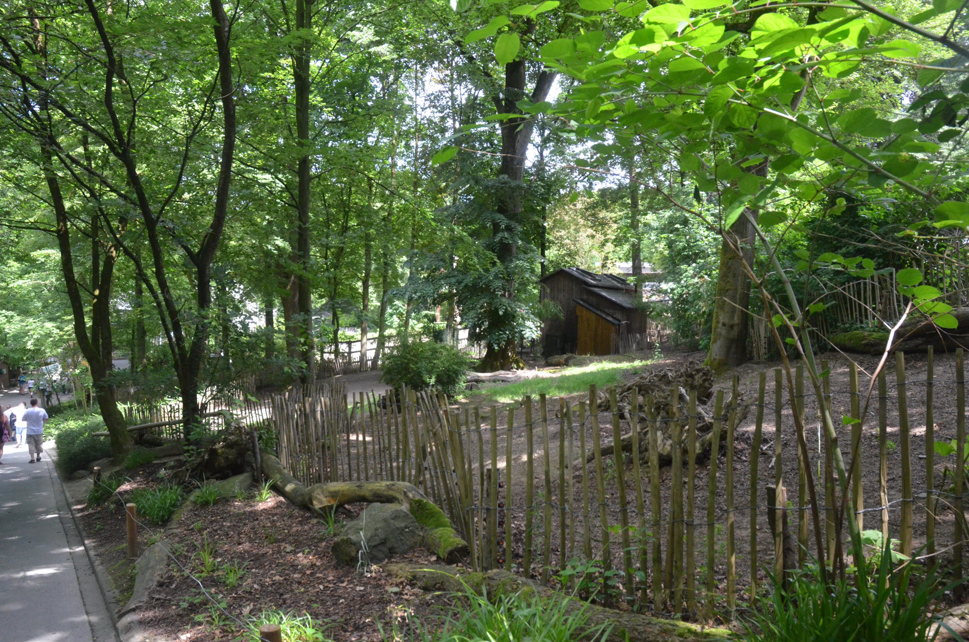 Babirusa Enclosure at Wuppertal, 16/06/19