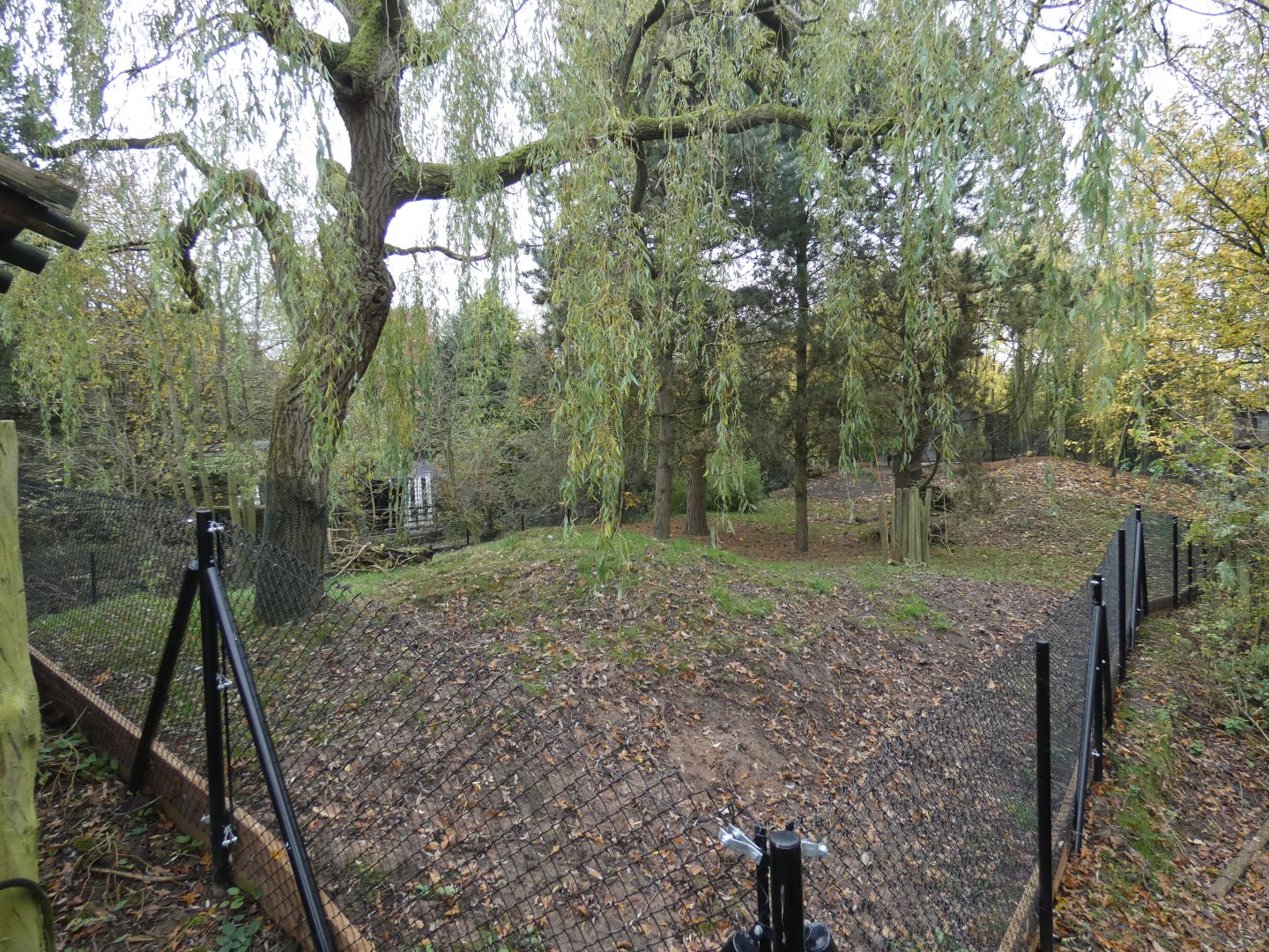 Babirusa enclosure (Old Anoa island)