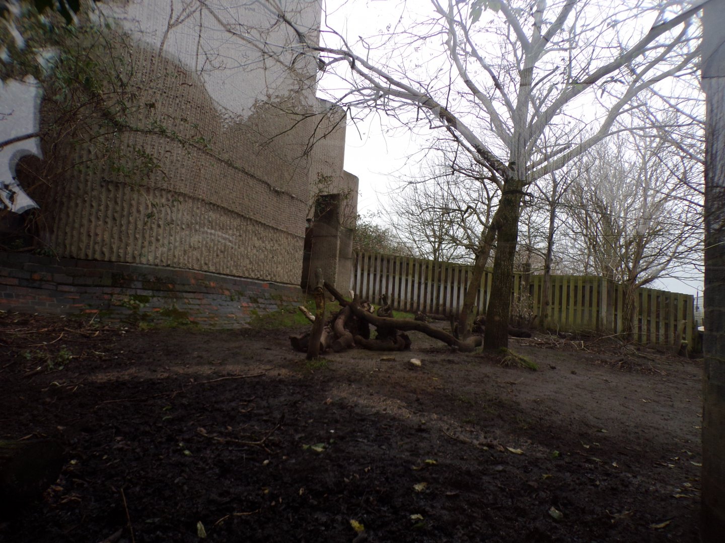Babirusa enclosures 11.2.25