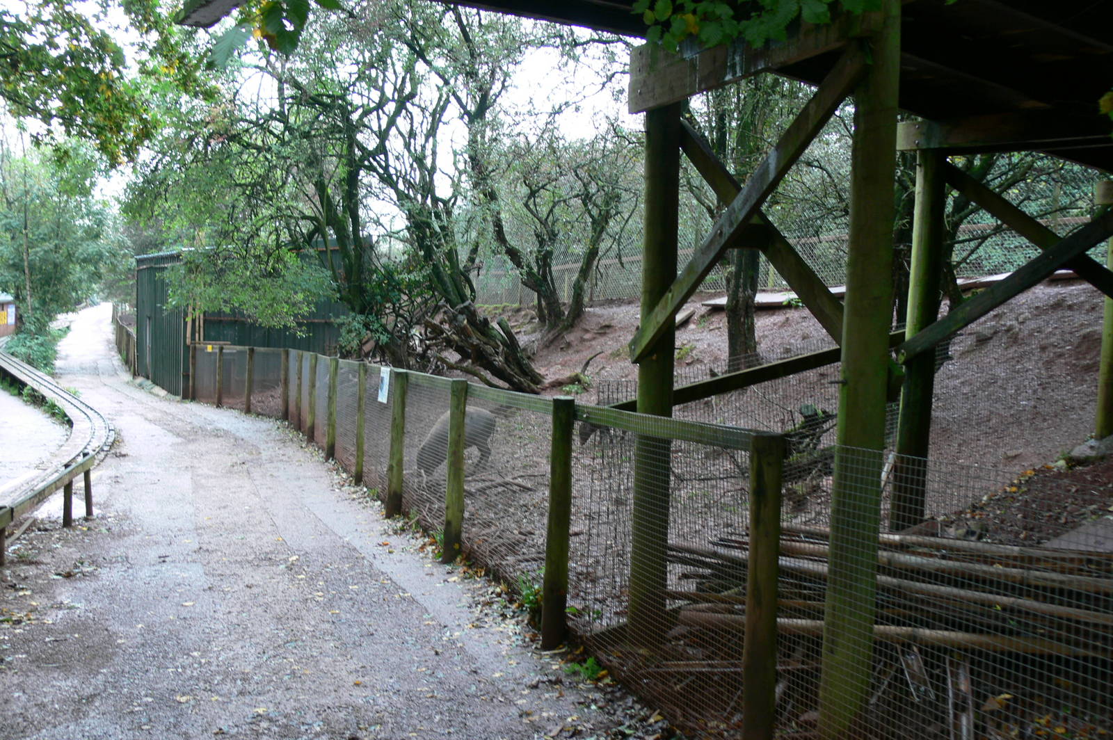 Babirusa Exhibit at South Lakes, 11/10/14