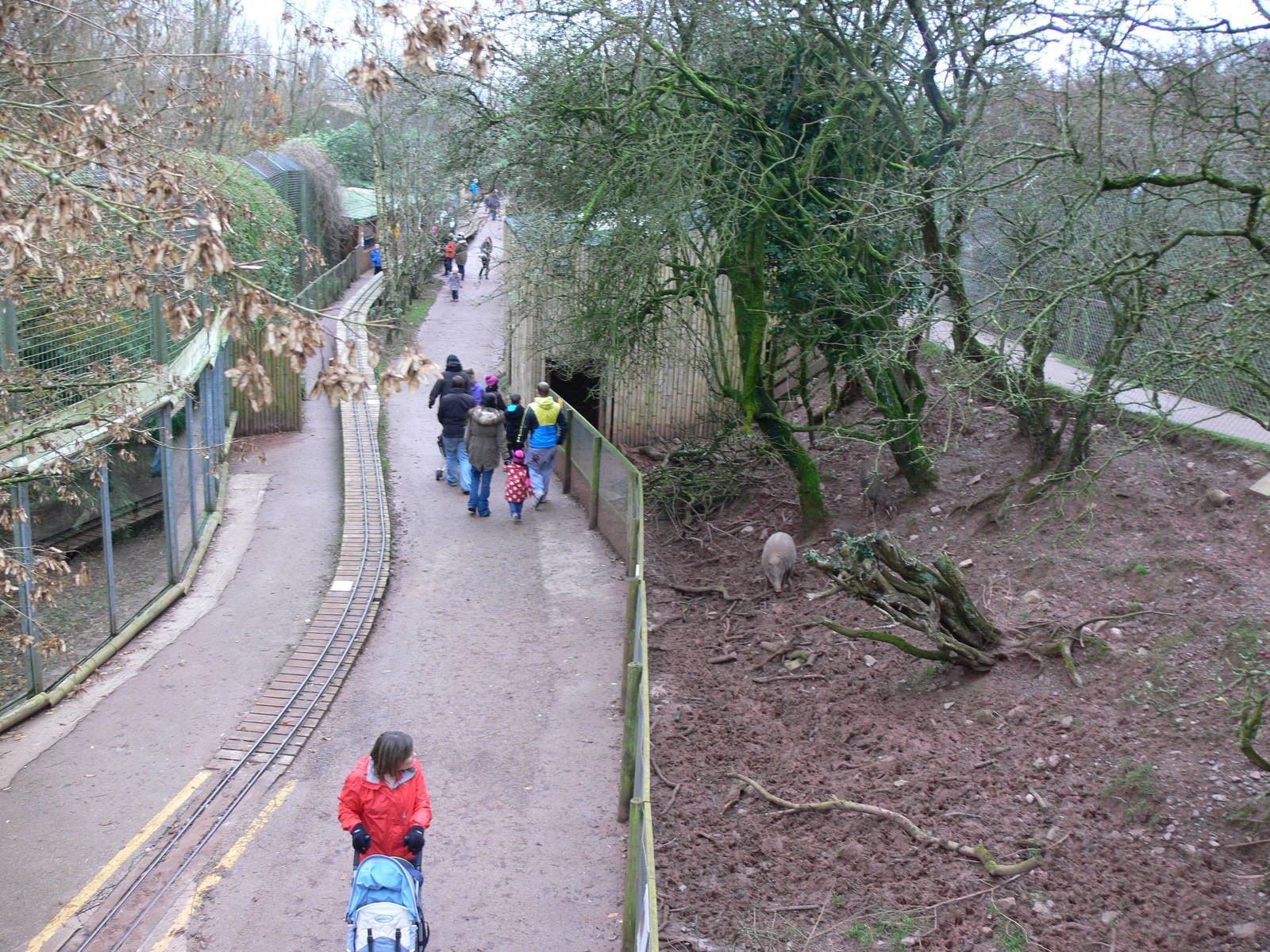 Babirusa Exhibit at South Lakes WAP, 24/11/12