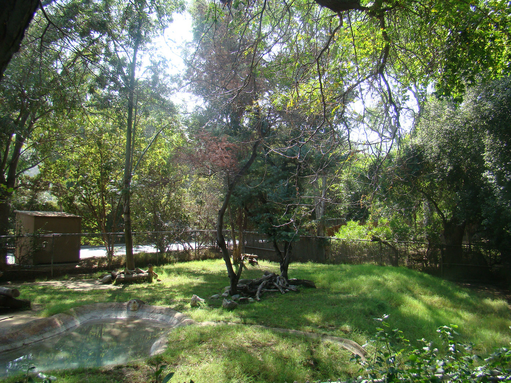 Babirusa Exhibit at the Los Angeles Zoo