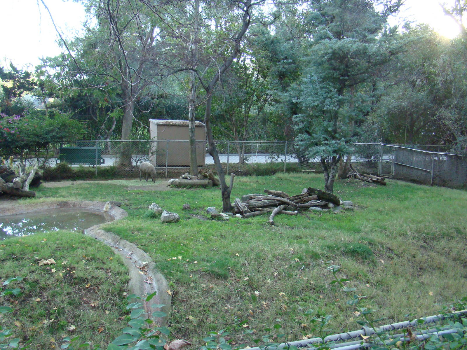 Babirusa exhibit at the Los Angeles Zoo