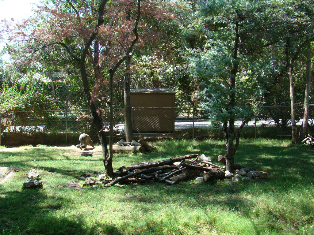 Babirusa Exhibit at the Los Angeles Zoo