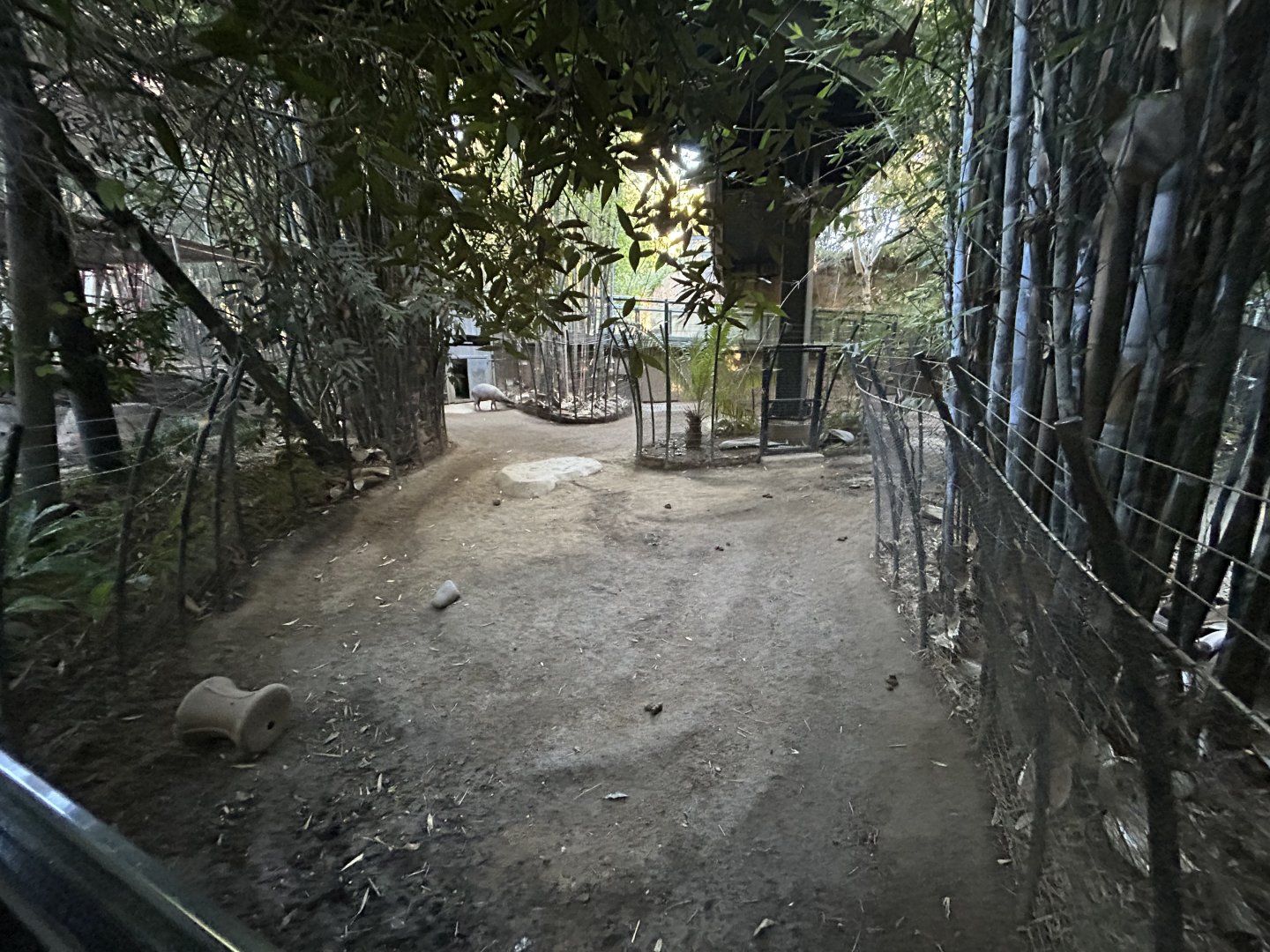Babirusa Exhibit - Monkey Trails & Forest Tales