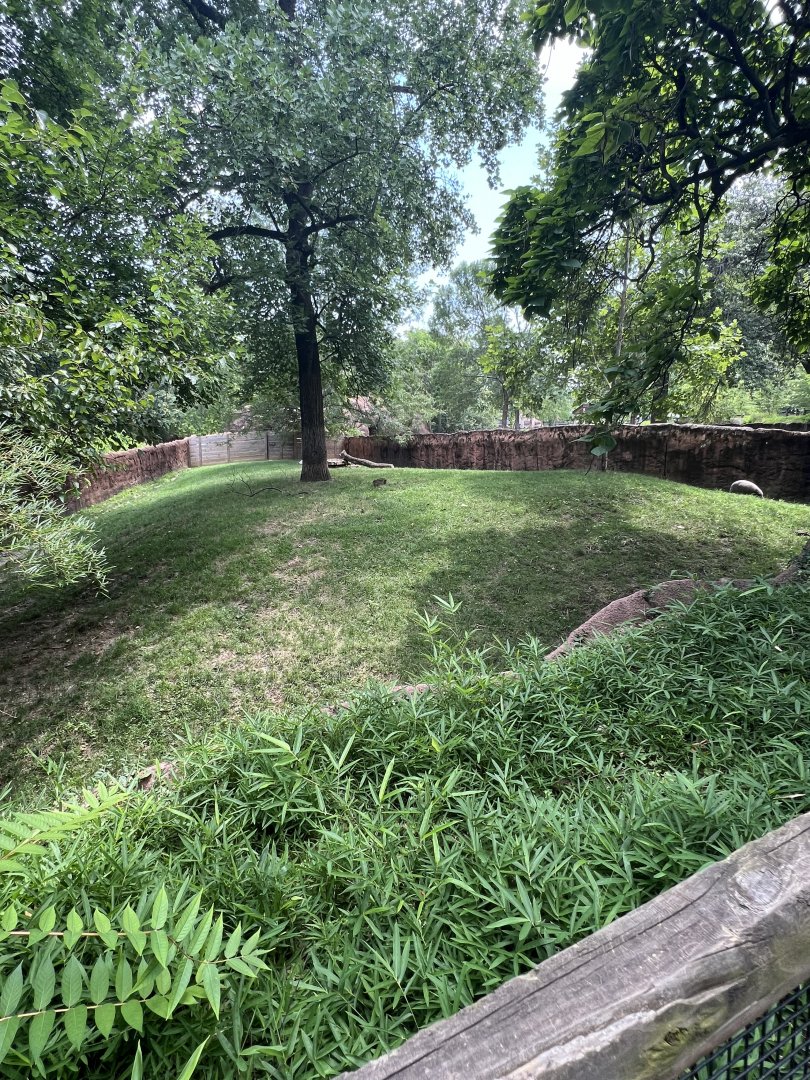 Babirusa Exhibit (one of many)