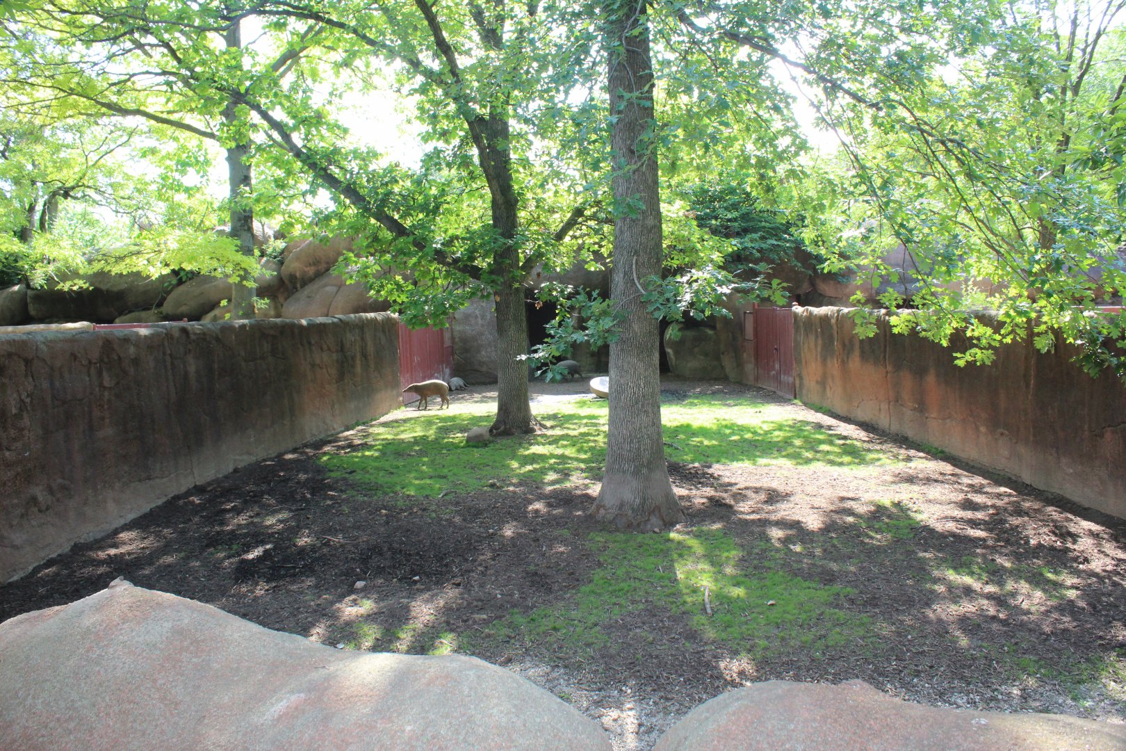 Babirusa Exhibit - Red Rocks