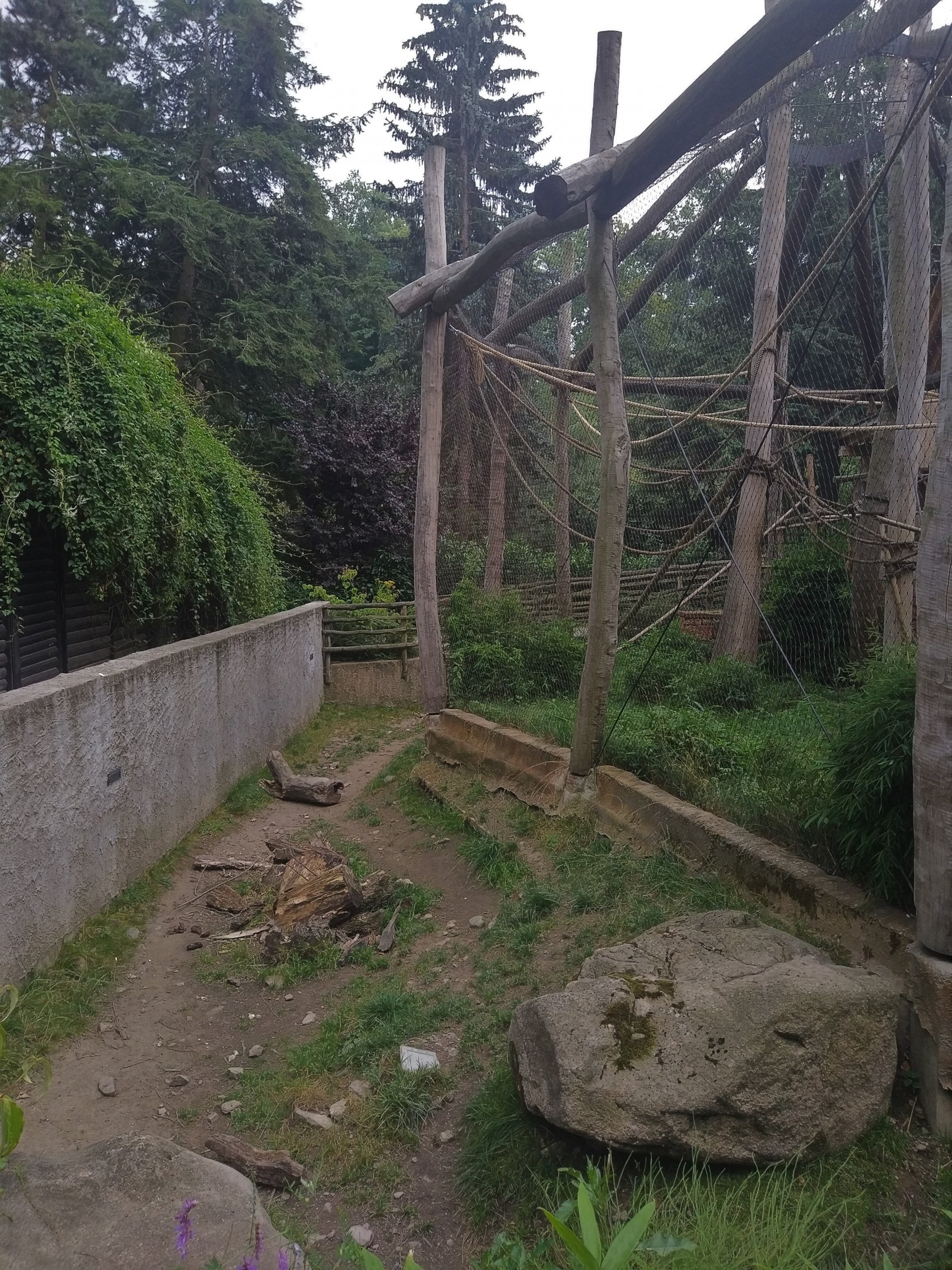 Babirusa Exhibit (surrounding Gibbon Cage)