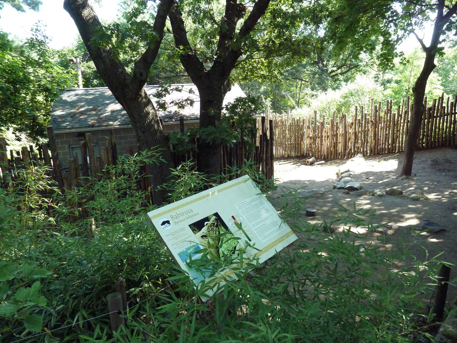 Babirusa Exhibit