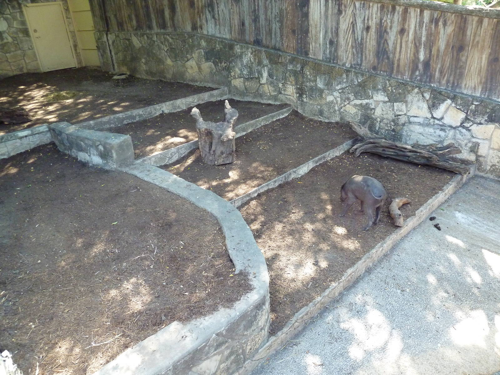 Babirusa Exhibit