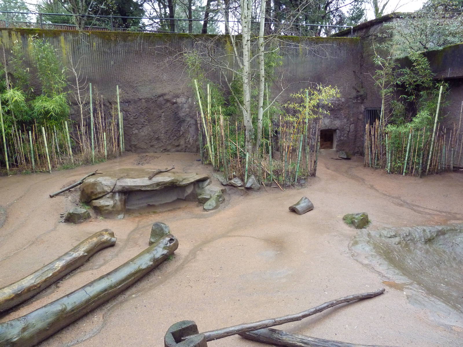 Babirusa Exhibit