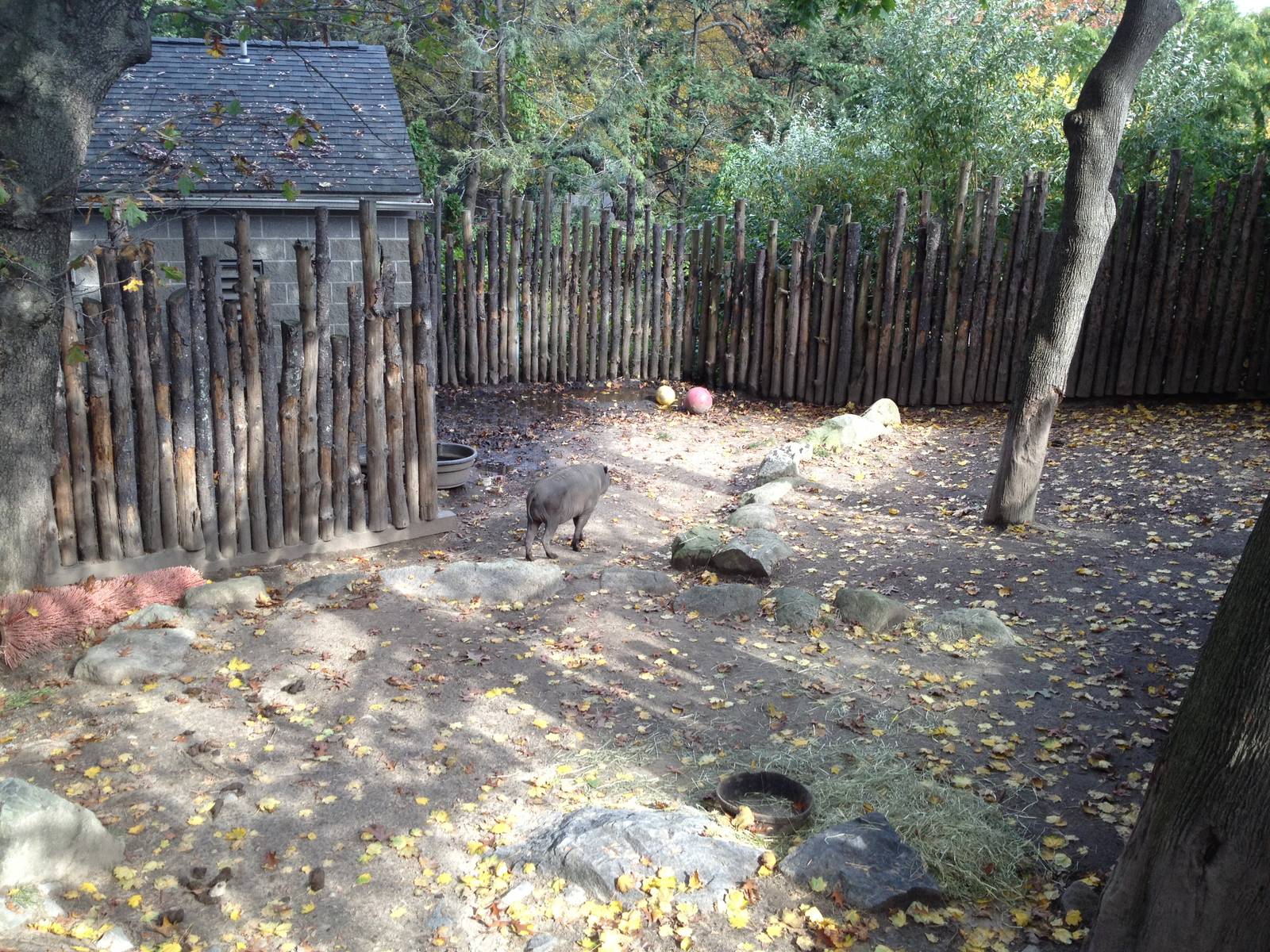 Babirusa Exhibit