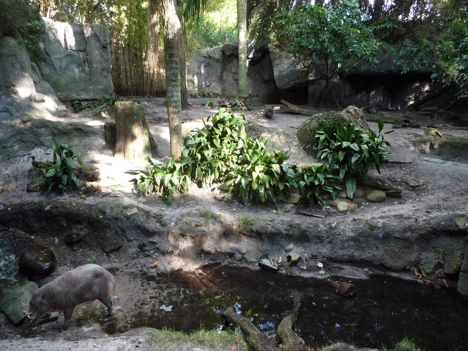 Babirusa Exhibit