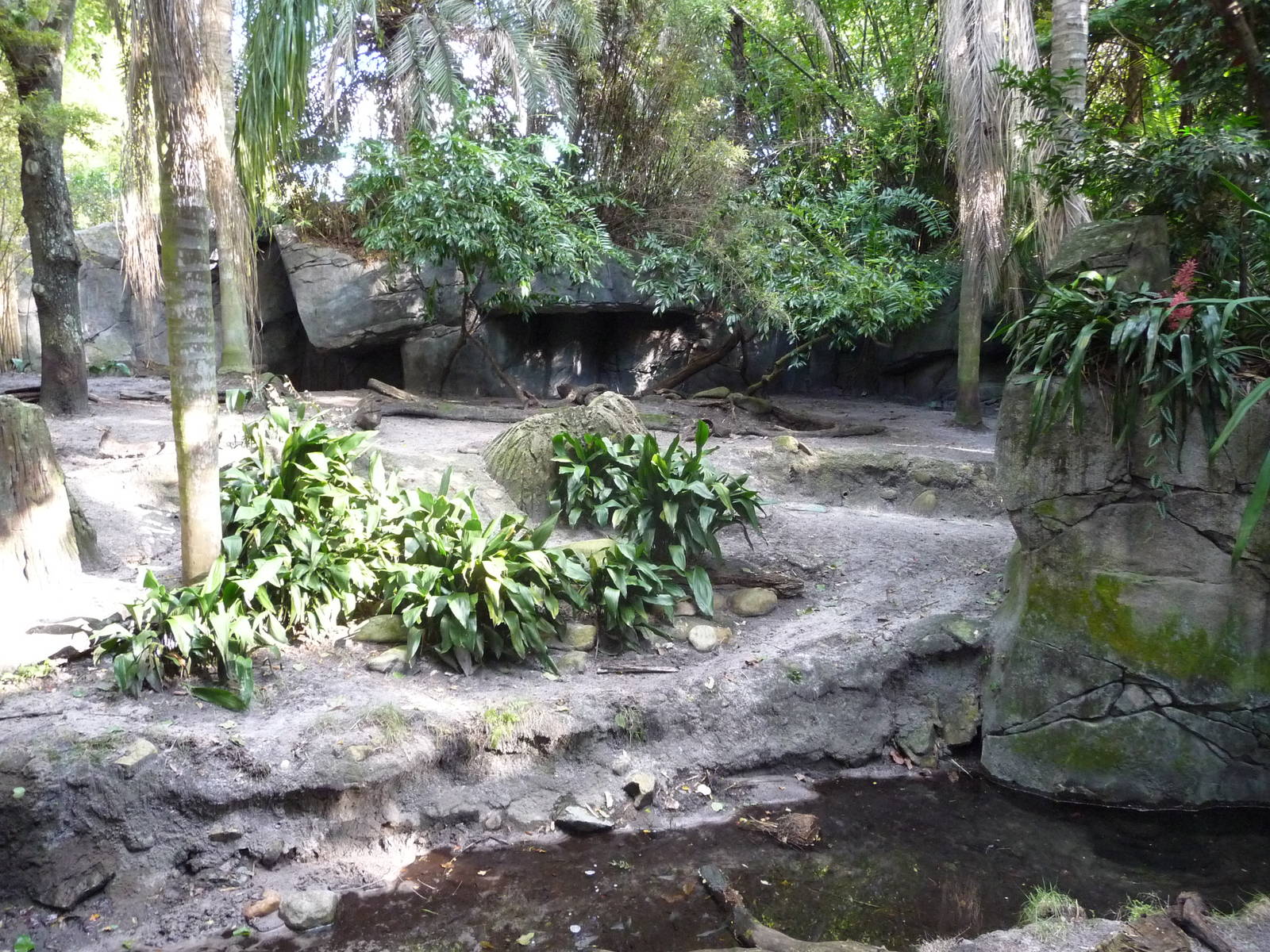 Babirusa Exhibit