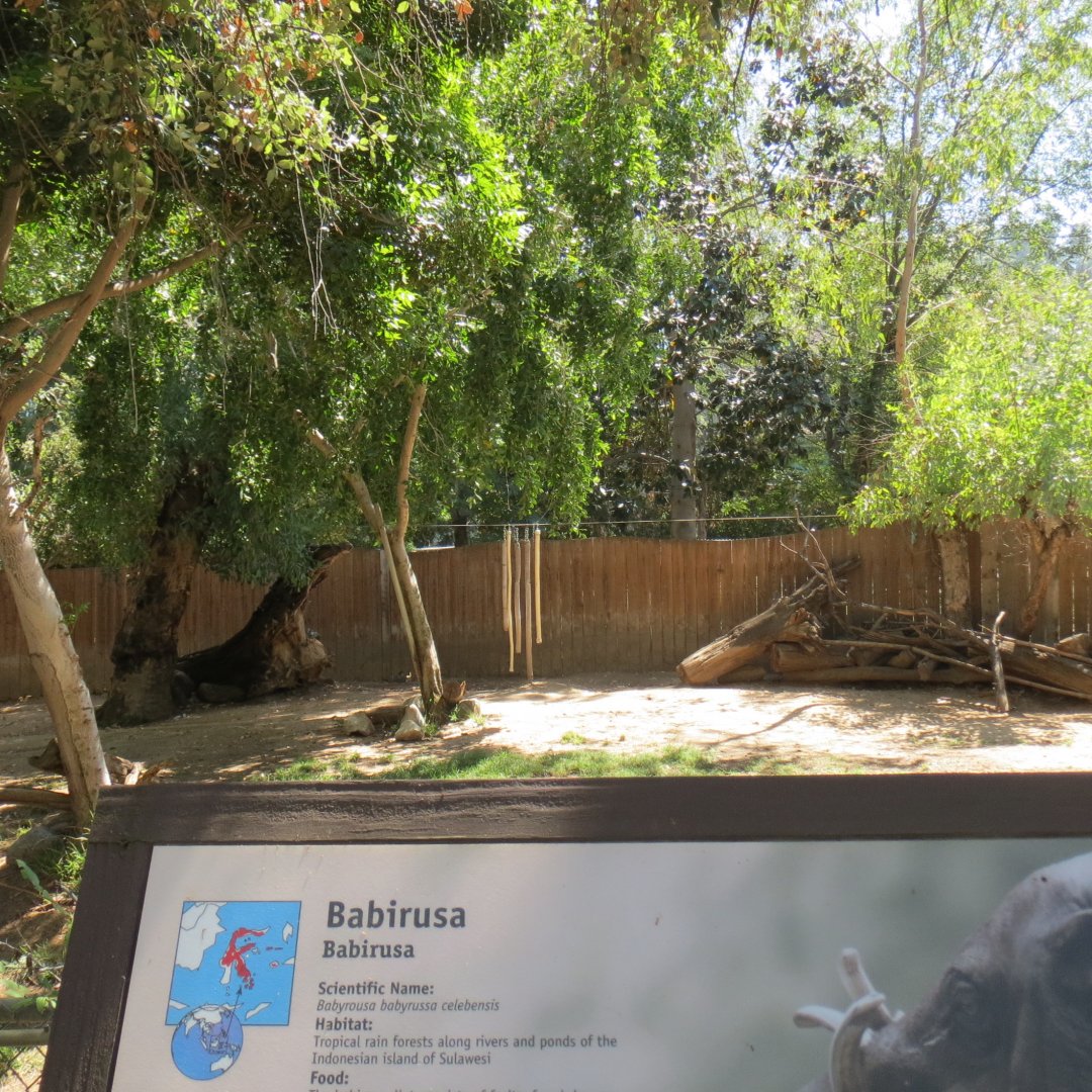 Babirusa Exhibit