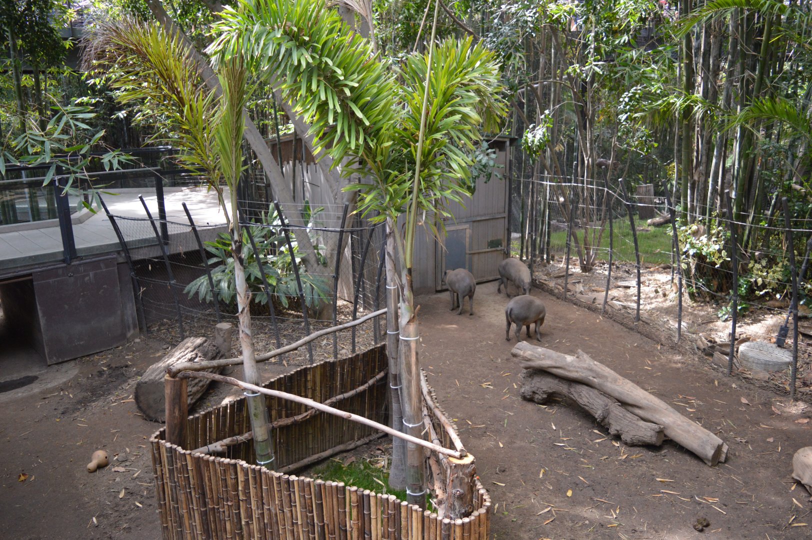 Babirusa Exhibit