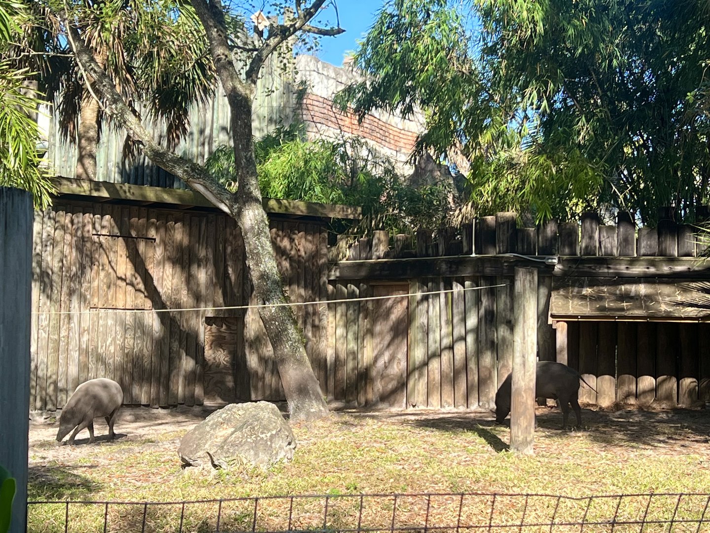 Babirusa Exhibit