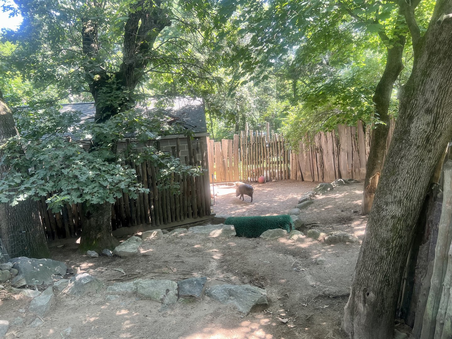 Babirusa Exhibit