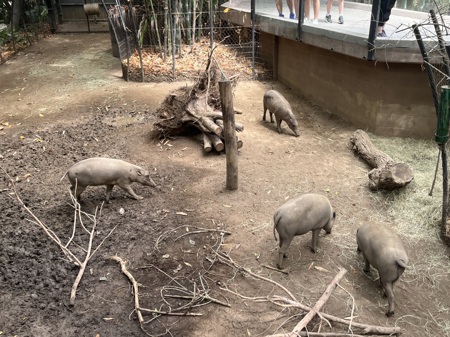 Babirusa Exhibit