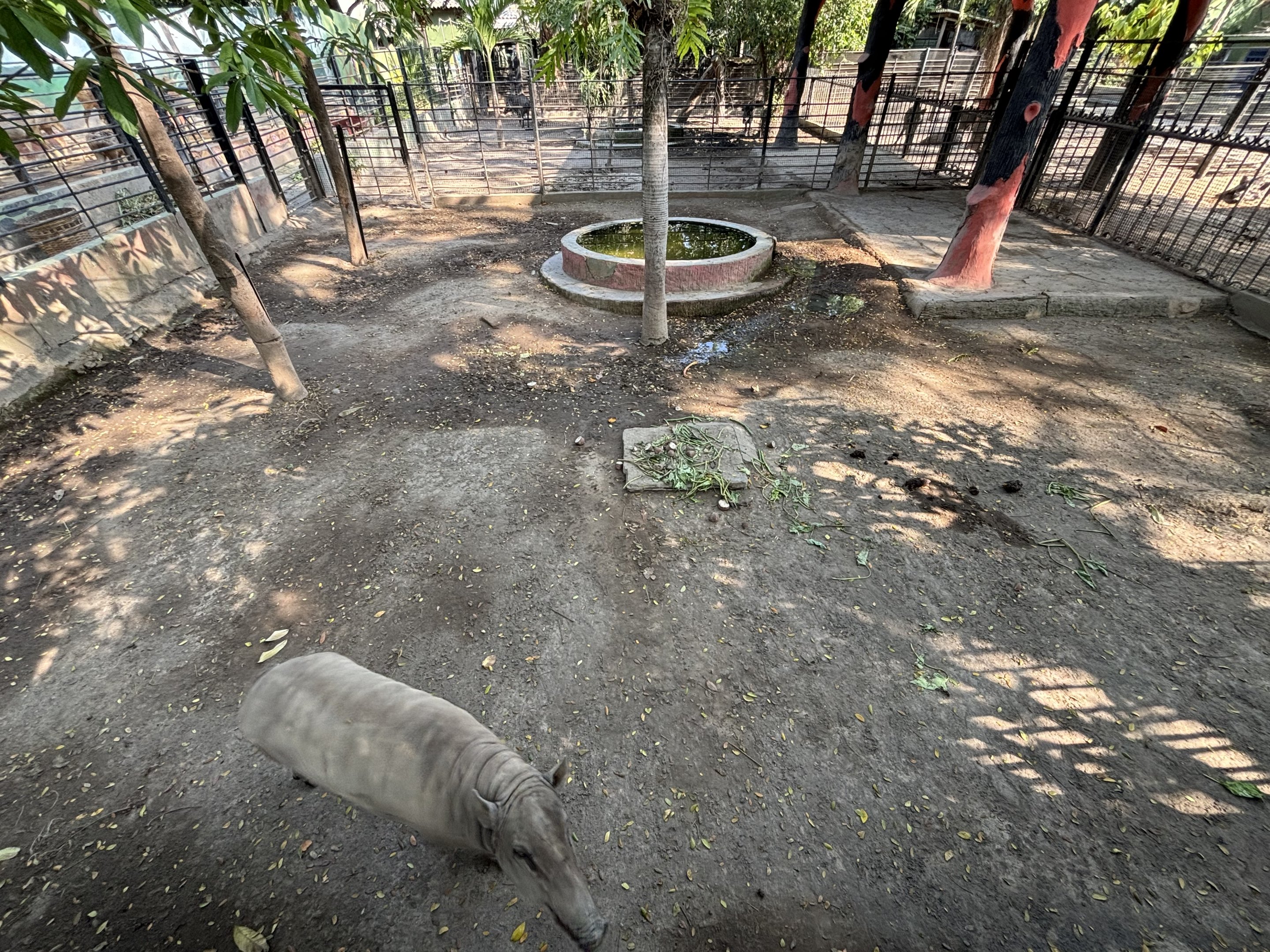 Babirusa Exhibit
