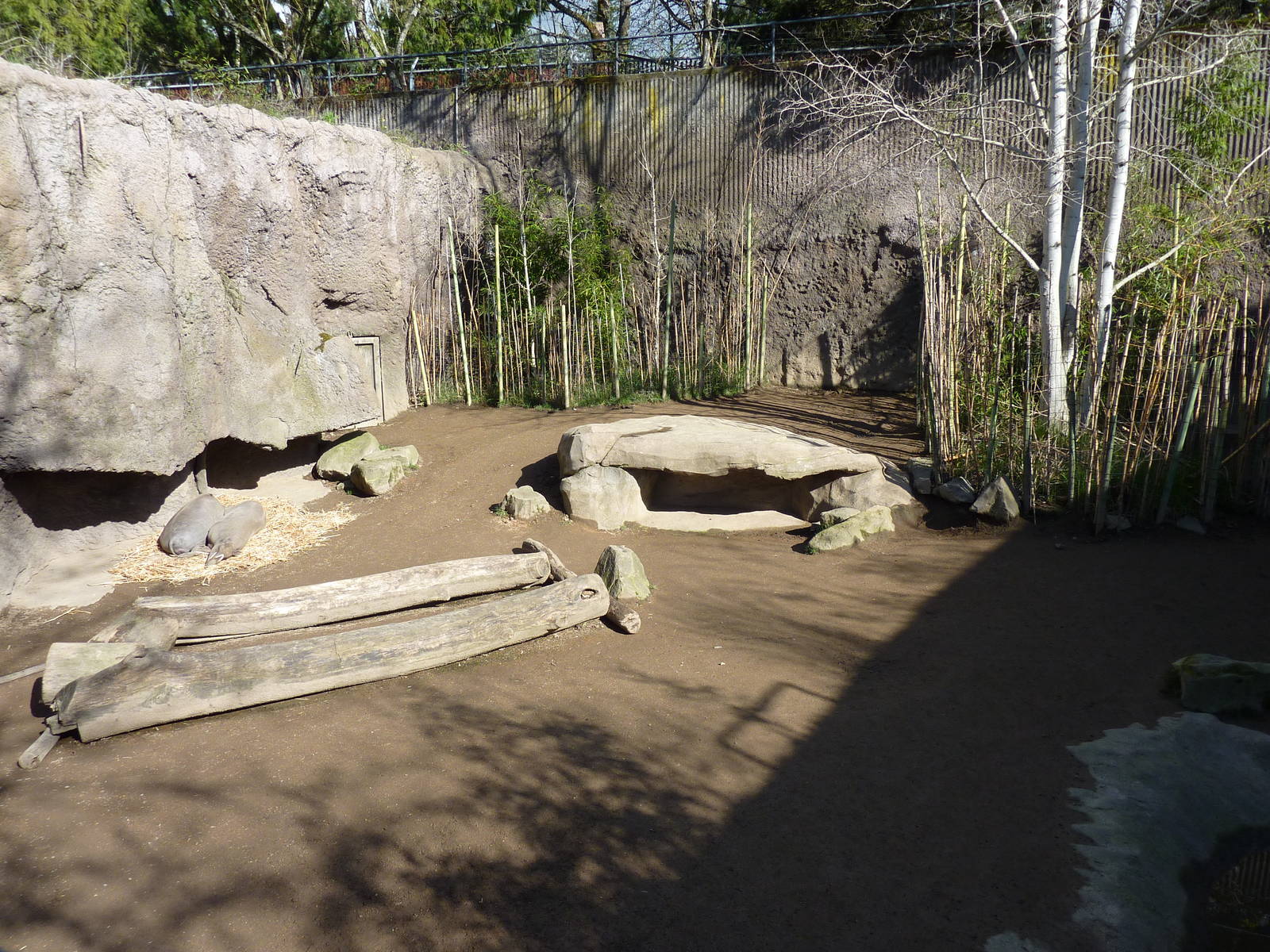 Babirusa Exhibit
