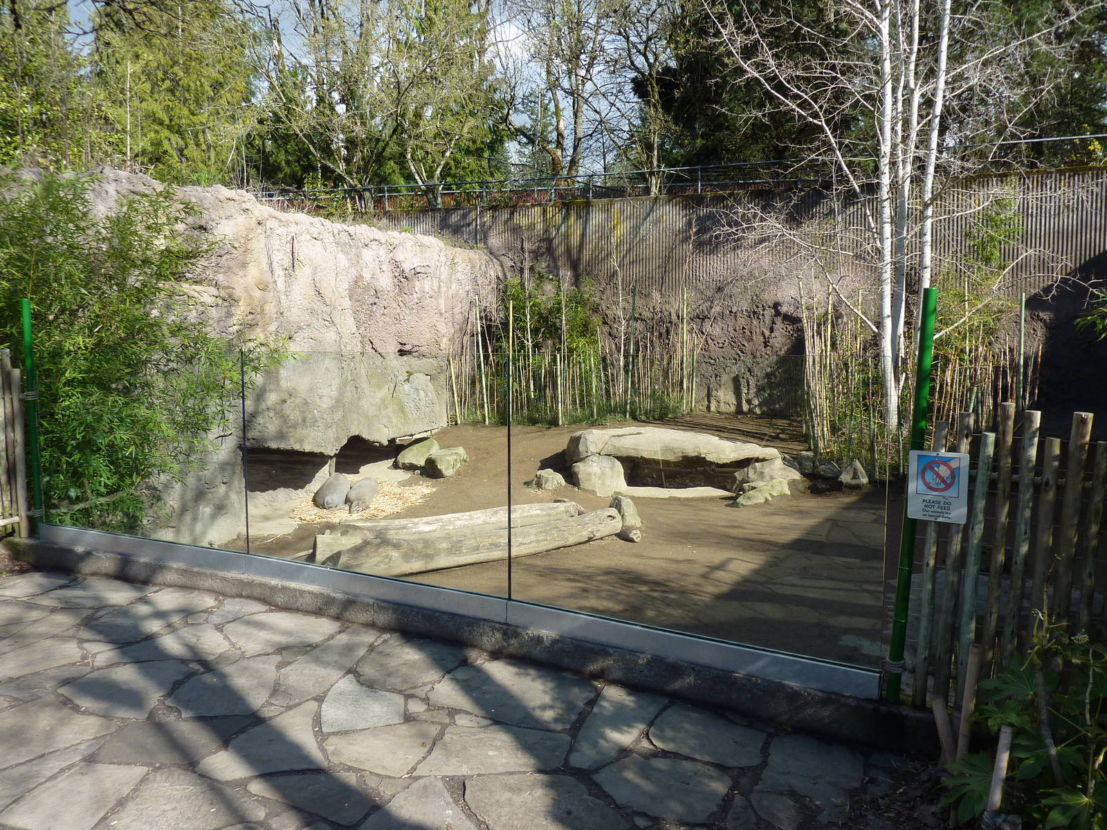 Babirusa Exhibit