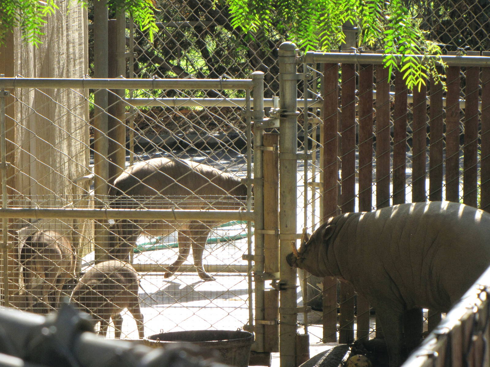 Babirusa Family