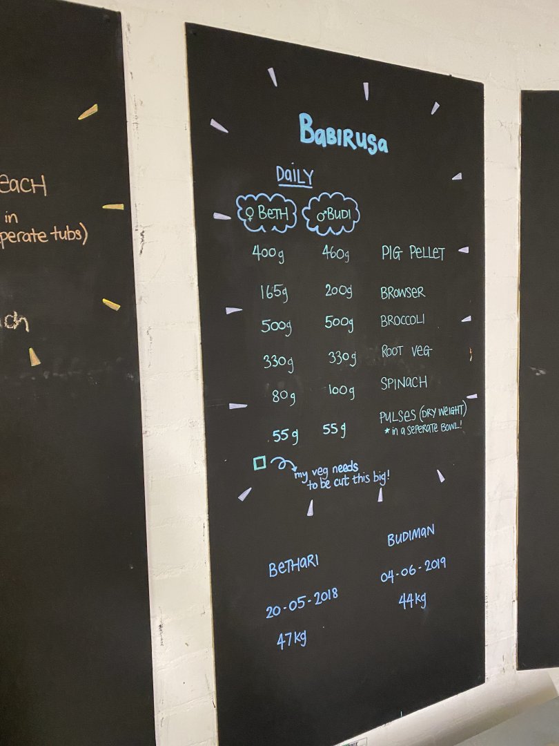 Babirusa feeding board (evening) 180322