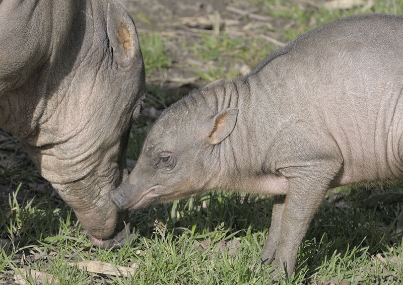 Babirusa female and young
